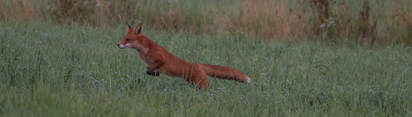 Torill Kornfeldt
